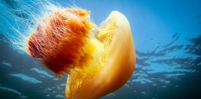 Stillehavet - verdens vildeste hav