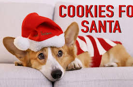 Topi the Corgi: Ready for Xmas