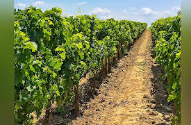 The Everyday Guide to Wine: French Regions: Bordeaux and Loire