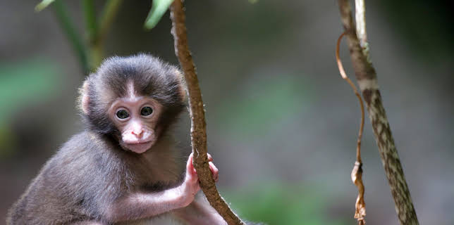 16:50: Wildes Japan (2/3) | 3SAT | 11/25 2025