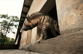 Dyreredning i jungelen: Familiegjenforening