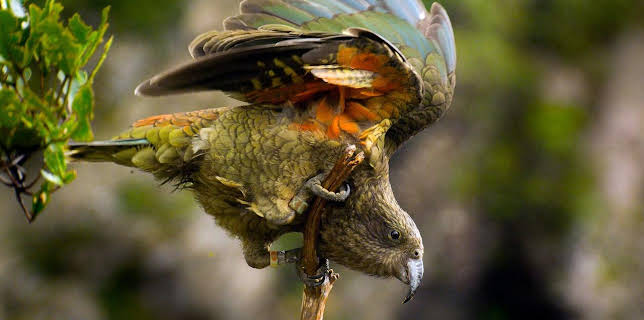 16:30: natur exclusiv | BR Fernsehen | 12/6 2025