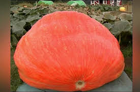 Postcards from Buster: Season One: The Giant Pumpkins (Mt. Hood and Canby, Oregon)