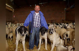 Dogs The Untold Story Season 1: Wild Workers