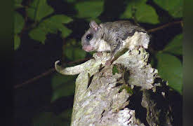 Great Lakes Wild: Night Moves