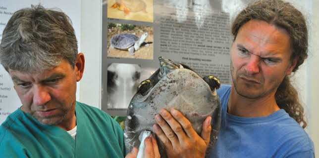 16:15: Turtle Hero - Ein Leben für die Schildkröten | 3SAT | 1/20 2026