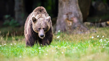 23:00: I Was Prey (S3 E8) (S3) | Animal Planet | 5/28 2026