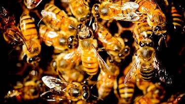 6:20 PM: Natural World | BBC Two | 6/13 2026