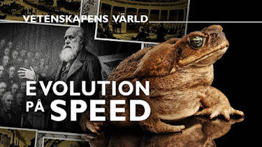 18:00: Vetenskapens värld: Evolution på speed | SVT2 | 9/9 2025