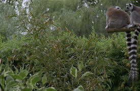 World of the Wild: Islands