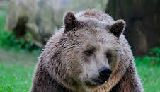 Grandes Documentales Italia, El Ultimo Territorio Salvaje