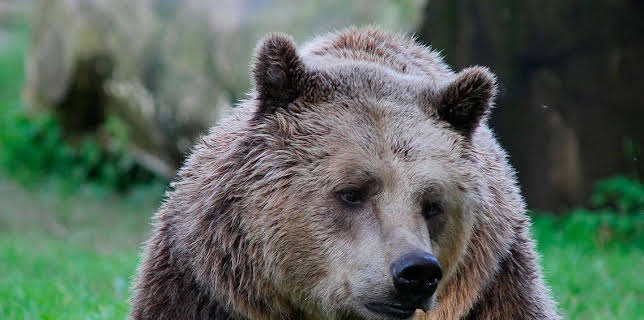 16:15: Grandes Documentales Italia, El Ultimo Territorio Salvaje | LA 2 | 2/7 2026