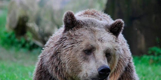 Grandes Documentales Italia, El Ultimo Territorio Salvaje