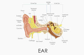 Understanding the Brain: The Auditory System