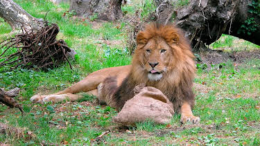 17:10: Seehund, Puma & Co. (130) | Radio Bremen | 3/27 2026