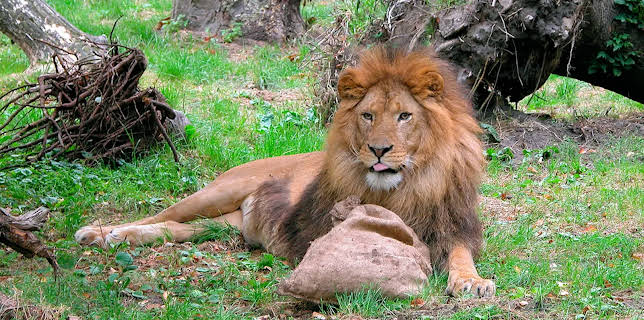 17:10: Seehund, Puma & Co. (126) | Radio Bremen | 3/23 2026