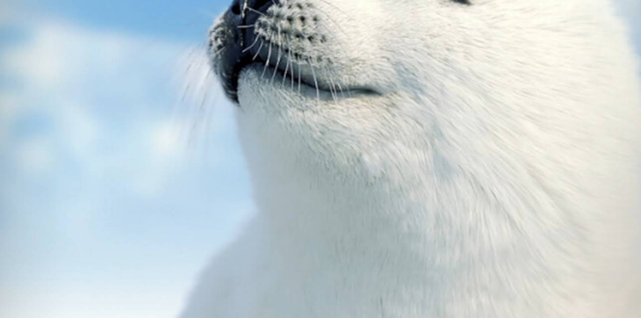 The Secret Life of Seals (2022)