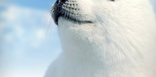 The Secret Life of Seals (2022)