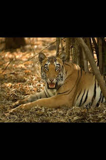 03:30: Los secretos de la India salvaje: La selva del tigre | Nat Geo Wild | 8/28 2026