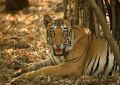 Los secretos de la India salvaje: La selva del tigre