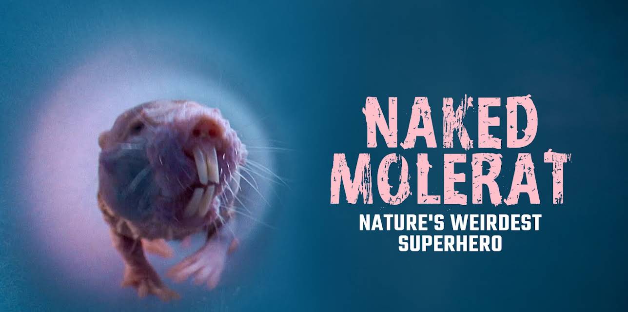 Naked Mole-Rat - Nature's Weirdest Superhero (2018)
