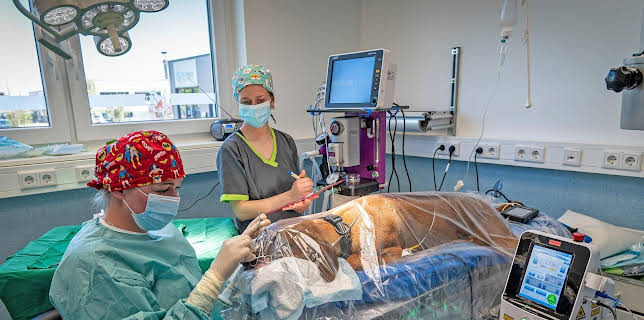 02:50: Tierretter unterwegs in Mitteldeutschland | MDR Fernsehen | 12/18 2025