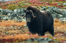Hard Truths of Conservation With Dan Cabela, Season 1: Barren Ground Musk Ox