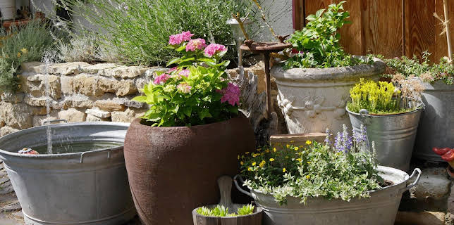 10:00: Schnittgut. Alles aus dem Garten | ARD Alpha | 3/6 2026