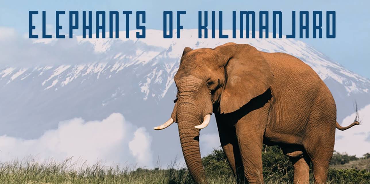 Elephants of Kilimanjaro