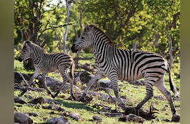 Nature's Great Race Season 1: Zebra