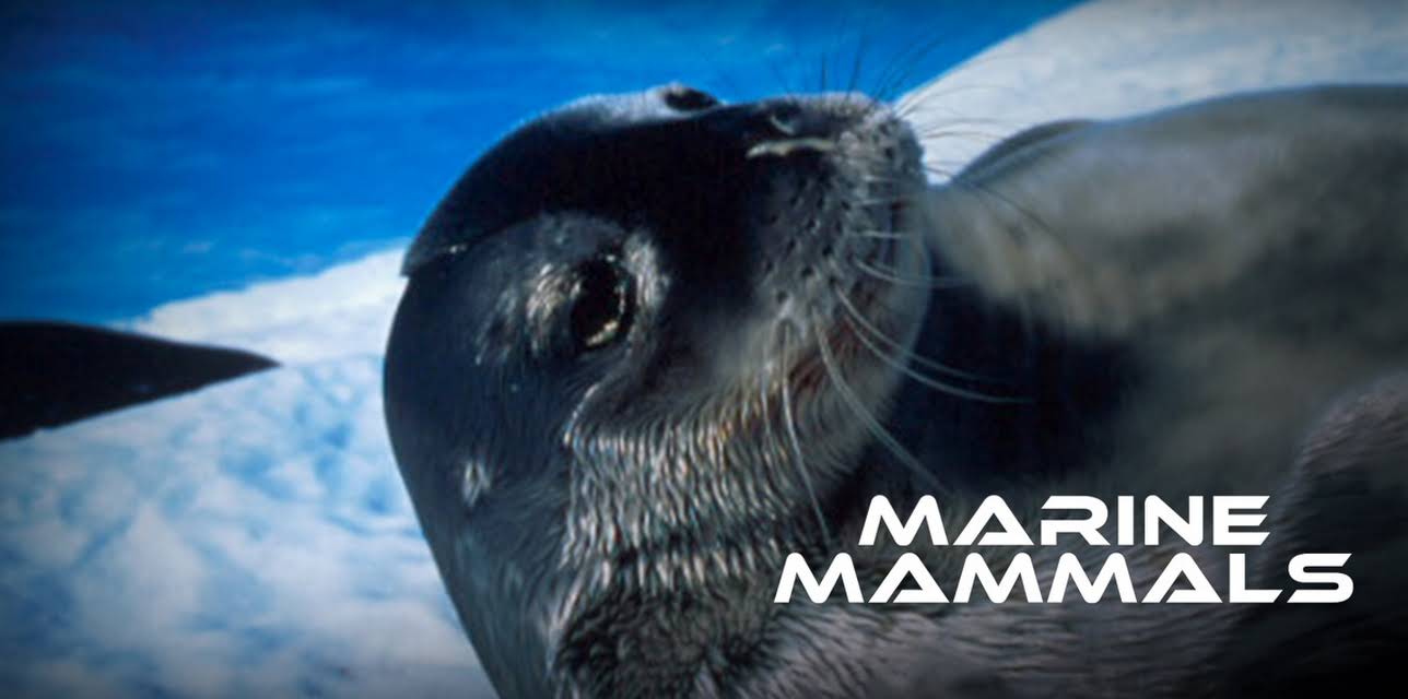Marine Mammals