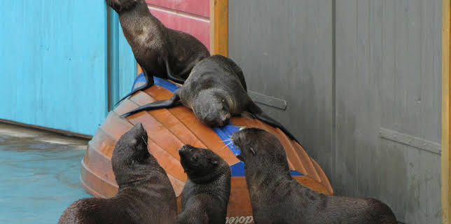 17:10: Seelöwe & Co. - tierisch beliebt | Radio Bremen | 2/11 2026