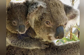 Secret Life Of The Koala: Breeding Season
