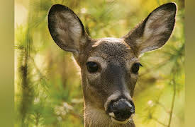 The National Geographic Guide to Landscape and Wildlife Photography: Wildlife Photography