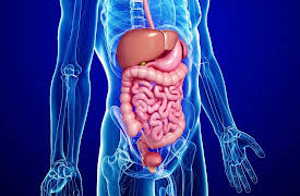 Nutrition Made Clear: Our Underappreciated Digestive Tract