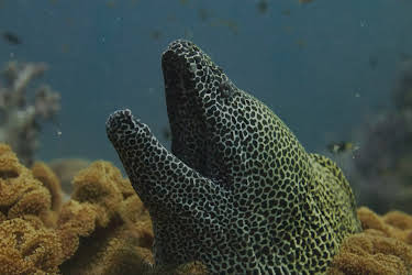 11:05: Wilder Oman (2/2) | 3SAT | 4/20 2026