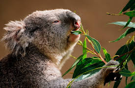 The Hidden Power of Microbes: When Is a Microbiome Helpful or Harmful?