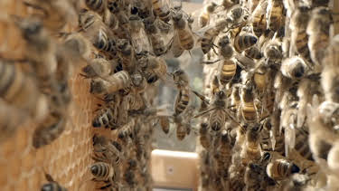 11:30: NaturNah: Von Bienen lernen | NDR Fernsehen | 5/19 2026
