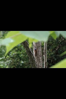 19:50: Animales zombis: Ladrones de cuerpos | Nat Geo Wild | 1/9 2026