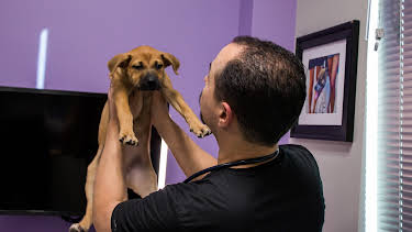 13:05: The Vet Life (S2 E10) (S2) | Animal Planet | 5/22 2026