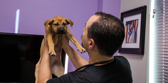 11:15: The Vet Life (S2 E10) (S2) | Animal Planet | 12/15 2025