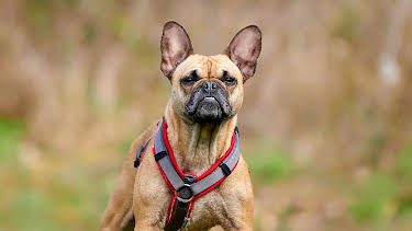 09:20: Tiere suchen ein Zuhause | WDR Fernsehen | 4/4 2026