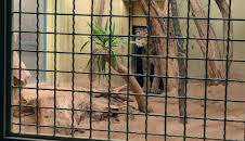 Giraffe, Erdmännchen & Co. (260)