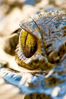03:25: Florida salvaje: Florida salvaje: especial reptiles | Nat Geo Wild | 10/12 2026