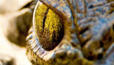 Florida salvaje: Florida salvaje: especial reptiles