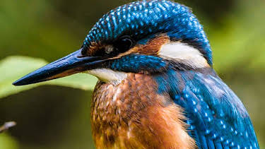 11:00 AM: Secret Life of the Forest (S1 E1) (S1) | 5 Select | 6/23 2025