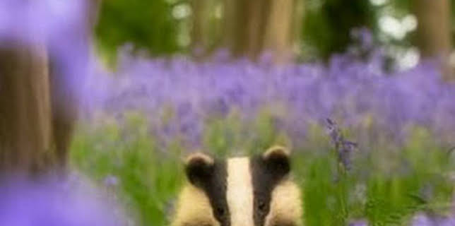 22:46: Illes salvatges: Episodi 1 | Canal 33 | 1/30 2026