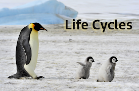 Life Cycles: Safe At Home