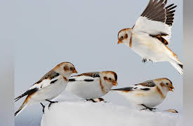 The National Geographic Guide to Birding in North America: Passerines: From Thrashers to Warblers