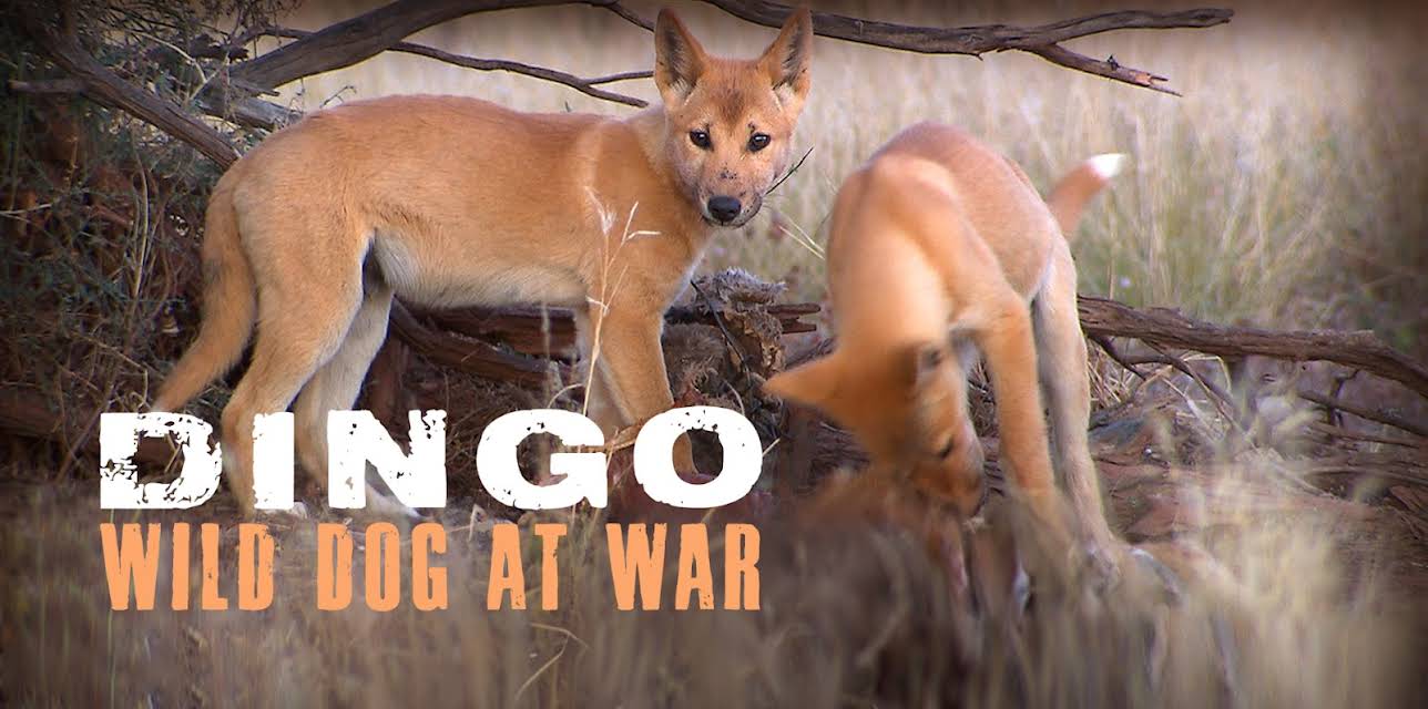 Dingo - Wild Dog at War (2013)